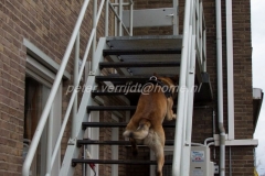 Oefening Politie Buggenum 098